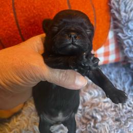 Kiwi - Black male Pug puppy in Onalaska, Washington from Cupid’s Pugs
