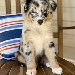 Girl 1 - Blue merle female Australian Shepherd puppy in Smithville, Arkansas from Harris Farms and Aussies