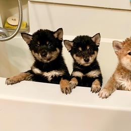 Shiba Inu Puppies from Tobitatsu Shiba Inu
