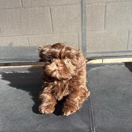 Clayton - Chocolate male Shih Tzu puppy in Las Vegas, Nevada from Vegas Shih Tzus