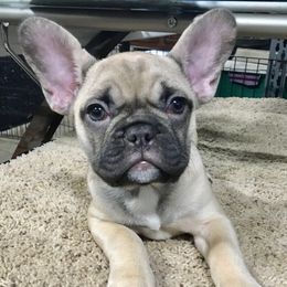 Boudy - French Bulldog