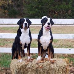 German Shorthaired Pointer and Greater Swiss Mountain Dog All Grown Up from Suma Kennels