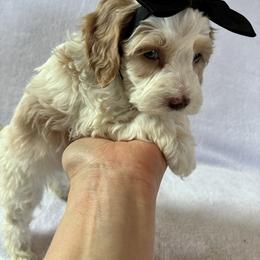Stormy - Red and white female Cockapoo puppy in Adrian, Oregon from ApplebyFarm