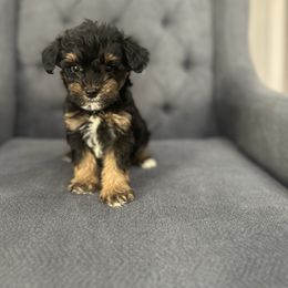 Brownie - Brown male Schnoodle puppy in Quitman, Texas from Wright Doodles