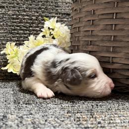 Baby girl 3 - Blue merle female Toy Australian Shepherd puppy in Nickelsville, Virginia from Pecan Creek