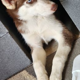 Siberian Husky Puppies from Huffman's Husky House