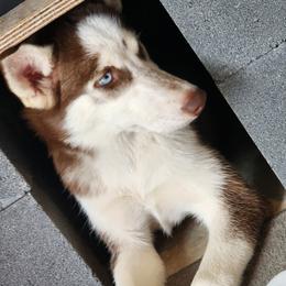 Siberian Husky Puppies from Huffman's Husky House