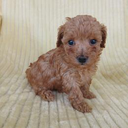Molly - Apricot female Poodle puppy in Blanch, North Carolina from Faithful Hearts Kennel