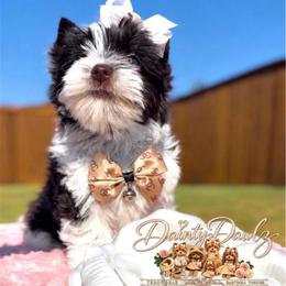 Madi Monroe - Parti female Yorkshire Terrier puppy in Prosper, Texas from DaintyDawlz