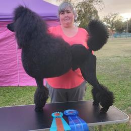 Murano - Poodle