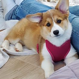 Pembroke Welsh Corgi Puppies from Rainbow Corgi Farms
