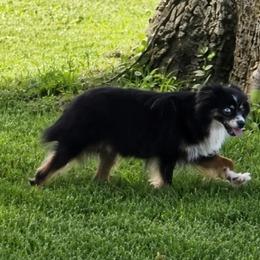 Taryn - Toy Australian Shepherd
