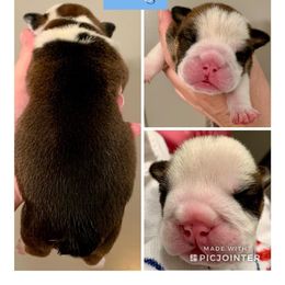 English Bulldog Puppies from Spice O’ Life Bulldogs