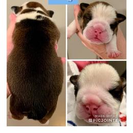 English Bulldog Puppies from Spice O’ Life Bulldogs