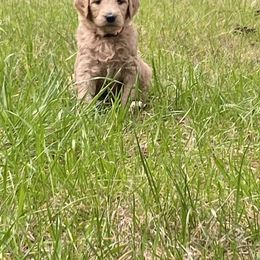 Goldendoodle Puppies from Peaceful Acres Doodles