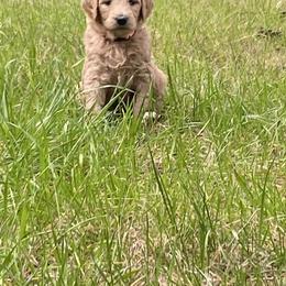 Goldendoodle Puppies from Peaceful Acres Doodles