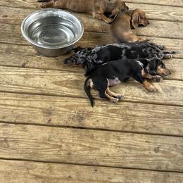 Dachshund Puppies from Witchy Woman’s Wiener’s