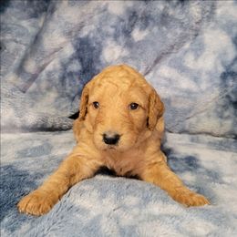 Girl 1 yellow - Red  female Goldendoodle puppy in Blountsville, Alabama from Southern Charm Goldendoodles