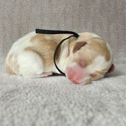 Enzo (Black Band) - Parti male Labradoodle puppy in Plainfield, New Jersey from Caris Paws Poodles and Labradoodles