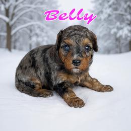 Belly - female Golden Mountain Doodle puppy in Banner Elk, North Carolina from Walnut Tree Bernedoodles