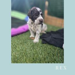 Boy 3 - Brown roan male Lagotto Romagnolo puppy in Salida, California from Harper's Lagotti