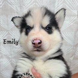 Emily Sung - Black and white female Pomsky puppy in Blaine, Minnesota from Yuna's Pomsky