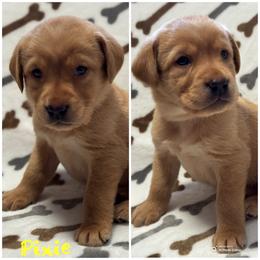 Last pick of females available. Picks are done at pick up - Yellow female Labrador Retriever puppy in Hartly, Delaware from Triple Threat Labradors