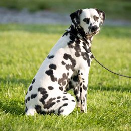 Dalmatians from Dewey’s Dals