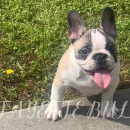 Boxers, Bulldogs, and French Bulldogs from Lafayette Bulldogs & Boxers