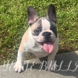 Boxers, Bulldogs, and French Bulldogs from Lafayette Bulldogs & Boxers