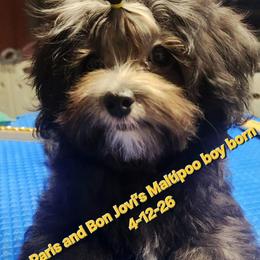 Neeko - Silver beige male Maltipoo puppy in Middleburg, Florida from The Aristocratic Puppy Patch