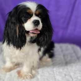 Grace - Cavalier King Charles Spaniel