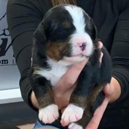 Yellow Collar Girl - Black rust and white female Bernese Mountain Dog puppy in Bristol, Tennessee from Holston Hollow Farm