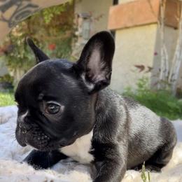 French Bulldog Puppies from Divine French Bulldogs