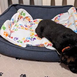 German Shepherd Puppies from Autumn's House of German Shepherds, LLC