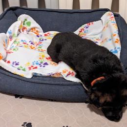 German Shepherd Puppies from Autumn's House of German Shepherds, LLC
