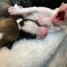 English Shepherd Puppies from Blackbird English Shepherds