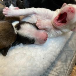 English Shepherd Puppies from Blackbird English Shepherds