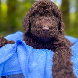 Goldendoodles from Vida Doodles