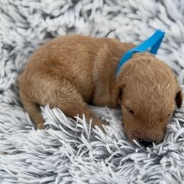 Teddy - Apricot male Goldendoodle puppy in Ambrose, Georgia from Brandilyn's Aussies