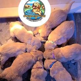 Golden Retriever Puppies from Splish Splash Goldens LLC