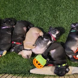 French Bulldog Puppies from Fatbat Frenchies