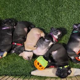French Bulldog Puppies from Fatbat Frenchies