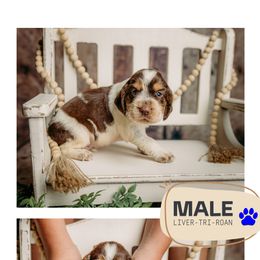 Boy 2 - male English Springer Spaniel puppy in Lake City, Fl, Florida from Spradley Springers & GSP's