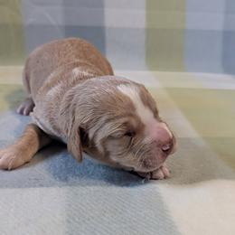 Working home needed - Golden male English Cocker Spaniel puppy in Phillips, Nebraska from Fenloch Gundogs