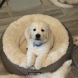 Iceman - Light golden male Golden Retriever puppy in Blaine, Washington from Freedom Retrievers