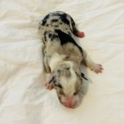 Lumiere - Blue merle Australian Koolie puppy in West Richland, Washington from KittyHawkKoolies