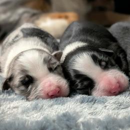 Australian Shepherd puppies from MilkyWay Aussies with Tails