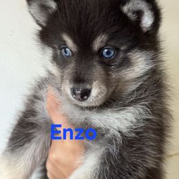 Enzo - Black male Pomsky puppy in Coatesville, Pennsylvania from Peaceful Pomskys