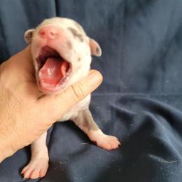 Male 2 - Blue and white male Great Dane puppy in Columbia Stat, Ohio from Rocky Road Chocolate Danes